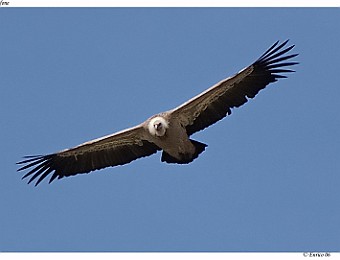 Animali 011